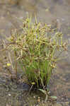 Yellow flatsedge